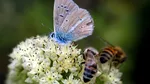 Șapte flori ușor de întreținut ce vor crește biodiversitatea din grădină