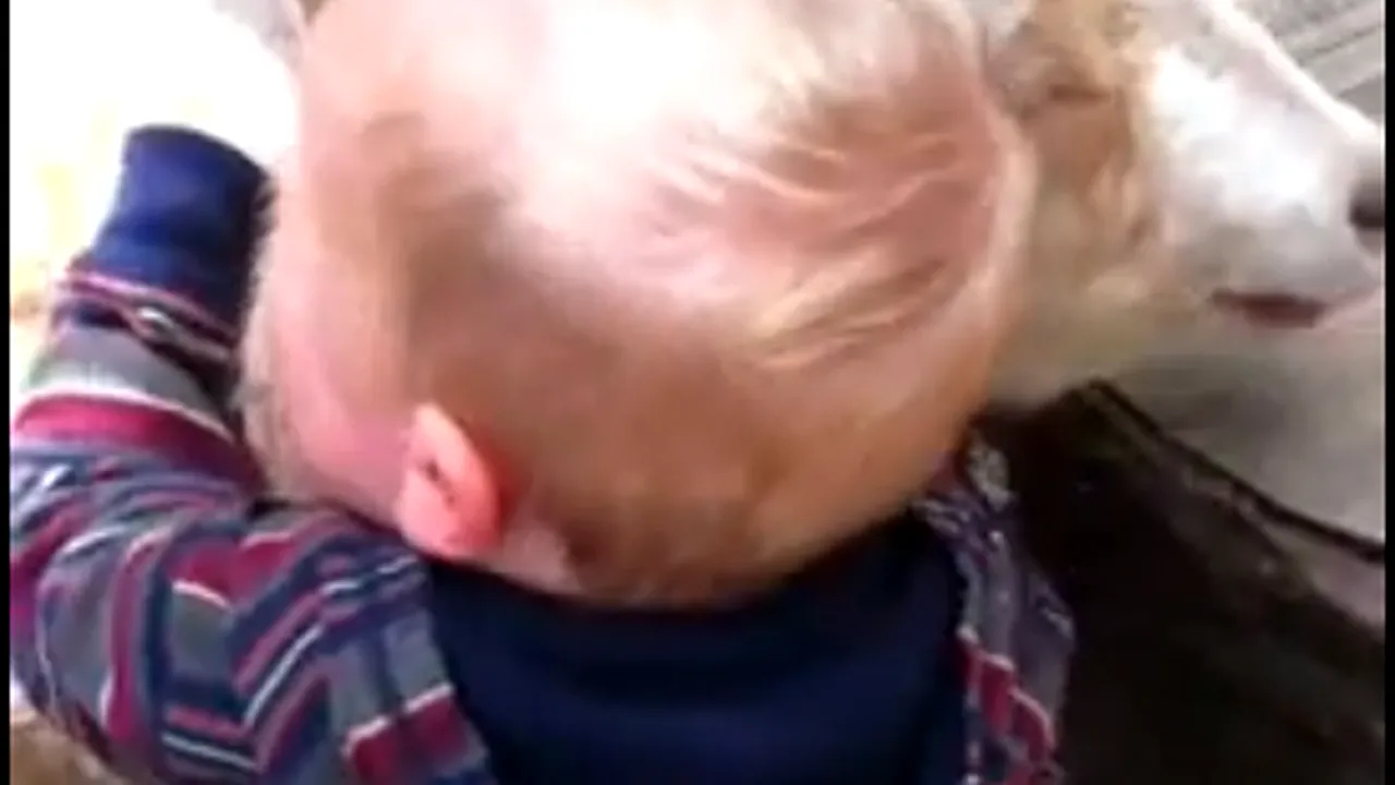 Copiii iubesc animalele. Cum reacţionează un băieţel la grădina zoologică - VIDEO