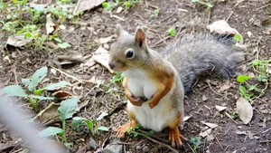 Alertă în Statele Unite după ce o veveriţă a fost testată pozitiv pentru ciuma bubonică

