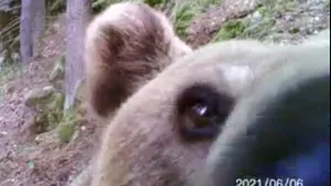 VIDEO Imagini inedite cu un urs care găseşte o cameră de monitorizare a faunei în Parcul Naţional Retezat