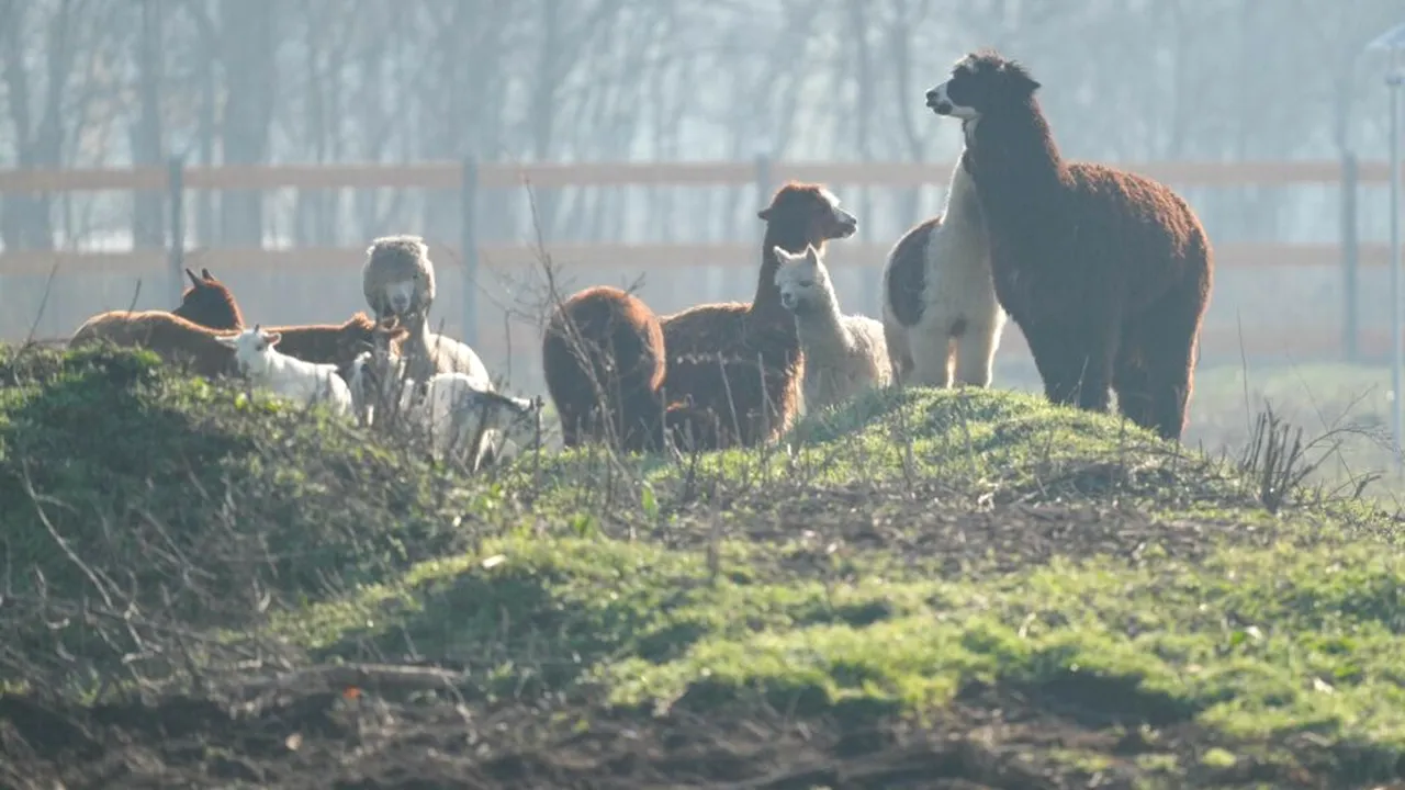 Căprioare, capre pitice și alpaca, în parcul unui mare oraș din România. Animalele sunt păzite și hrănite