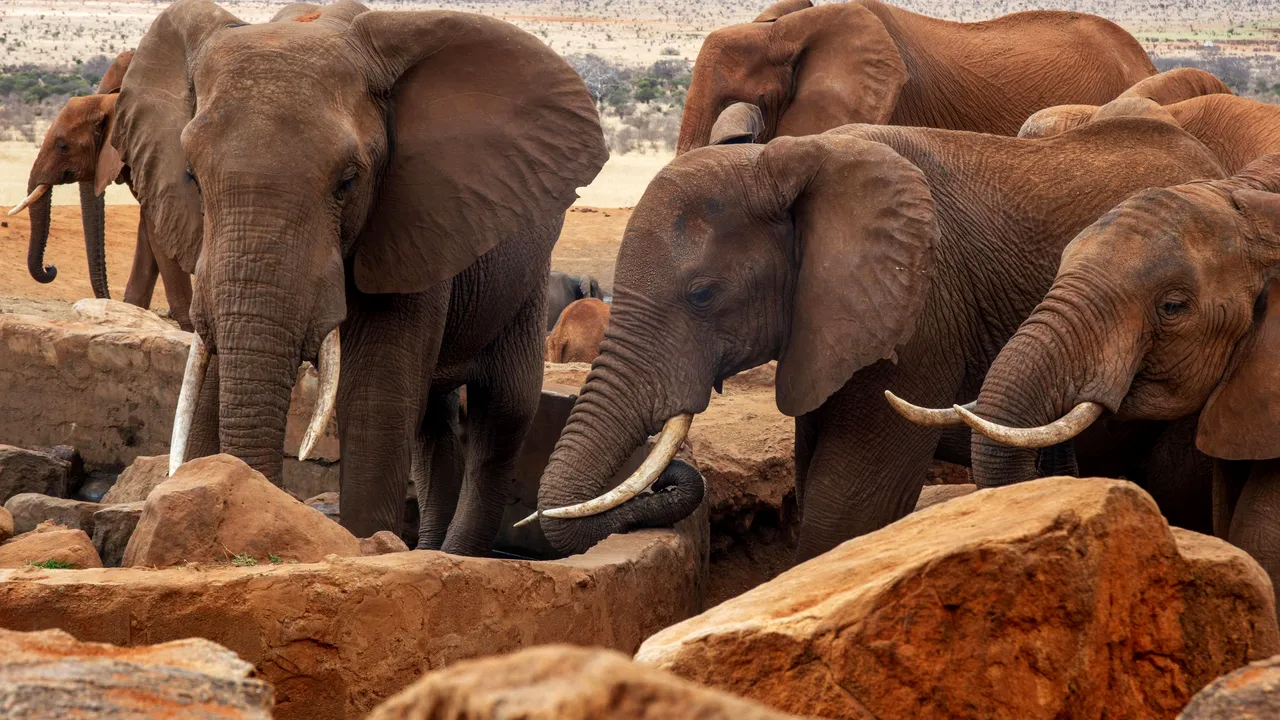 Elefanţii însetaţi reprezintă o nouă problemă pentru fermierii din Kenya care sunt afectaţi de secetă