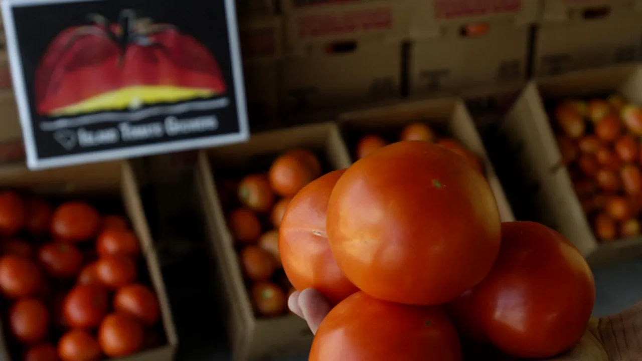 Tomate mai dulci decât piersicile, pentru a-i 