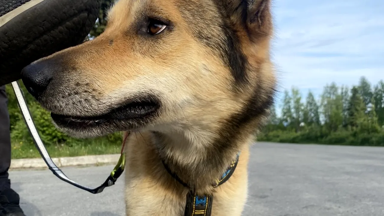 Un câine dispărut în timpul unei curse cu sănii din Alaska a fost găsit după trei luni