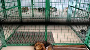 ASPA: Au fost eutanasiaţi în două luni 72 de câini bolnavi, niciunul sănătos. Vrem să ajungem la 3.000 de câini adunaţi lunar de pe străzi