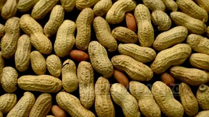 Rusia interzice importurile de alune din Statele Unite