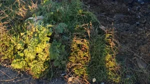 Șase răniți după ce o mașină a intrat într-un cap de pod în Constanța. Șoferul nu oprise la semnalele polițiștilor