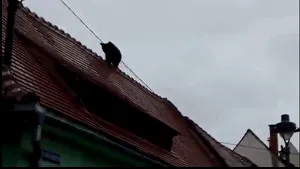 Ultimele imagini cu ursul din centrul Sibiului, înainte de a fi împuşcat/ Poliţia a deschis dosar penal - VIDEO