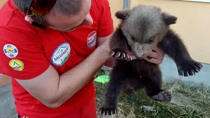 FOTO: Un pui de urs, rămas fără mamă, a fost salvat dintr-o zonă abruptă