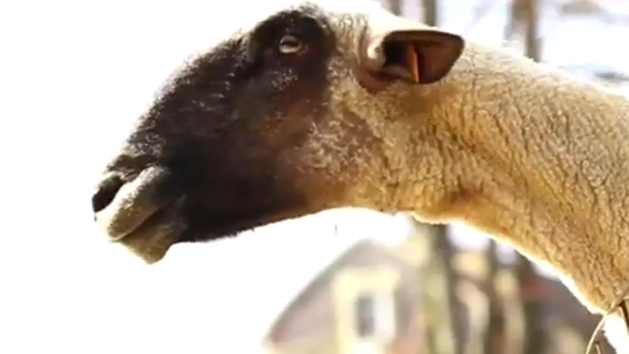 VIDEOCLIP VIRAL: Capre care imită vocea umană - VIDEO