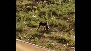 Operaţiune de amploare în Capitală. O maimuţă, găsită în curtea unei case din Sectorul 5/ Autorităţile nu au reuşit capturarea animalului | VIDEO