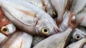 Preț record de 3,2 milioane de dolari pentru ton roșu la licitația de pește de la Tokyo