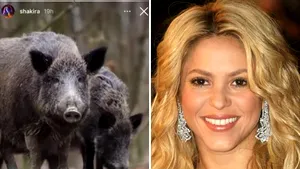 Poveste vânătorească? Shakira se plânge că doi porci mistreţi i-au distrus geanta. Fiul său nu-i confirmă versiunea