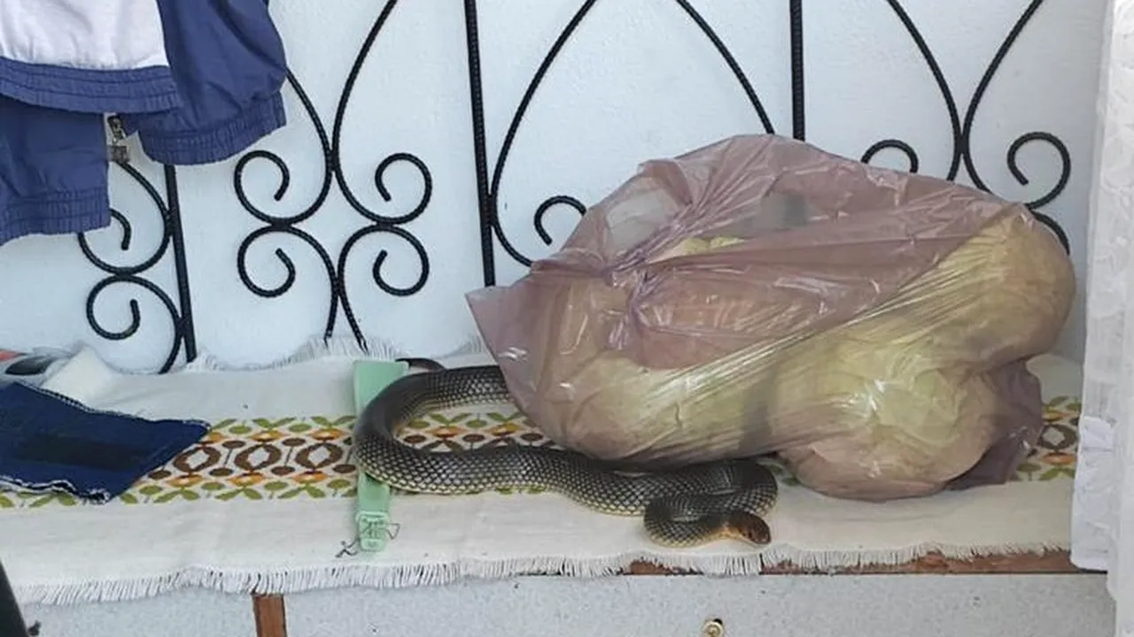 Un şarpe de doi metri a fost găsit într-o casă din Slatina