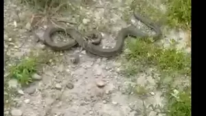 Un şarpe de circa doi metri metri a fost găsit într-un parc aglomerat din Drobeta Turnu Severin 