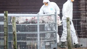 Avertisment serios din partea Comisiei Europene: carne de pasăre posibil infectată cu gripă aviară a fost livrată în România