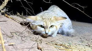 Un clip de pe YouTube a confirmat existența unei feline misterioase pe care oamenii de știință o căutau de zeci de ani
