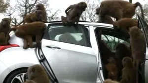 TEST EXTREM: O maşină nouă şi 40 de maimuţe. Ce se întâmplă mai departe? - VIDEO