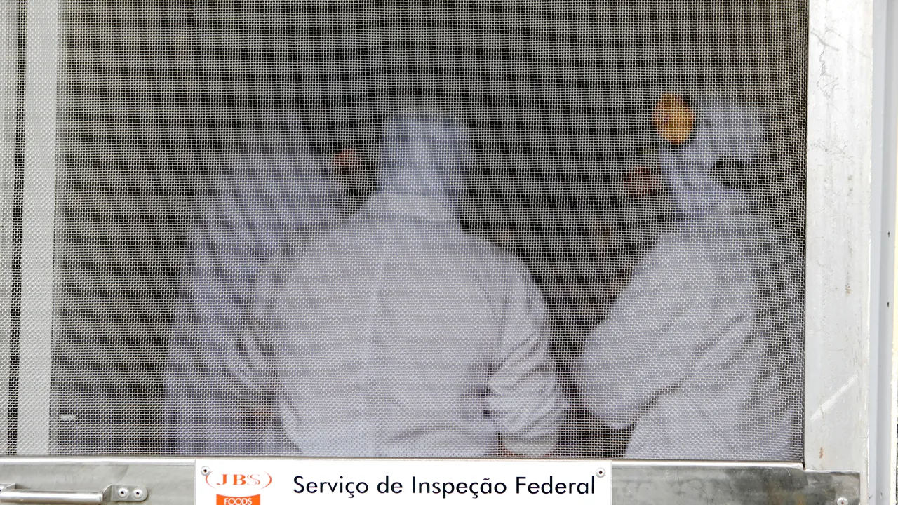 Brazilia sporeşte măsurile împotriva gripei aviare. Cum vor să protejeze autorităţile cea mai mare industrie avicolă din lume