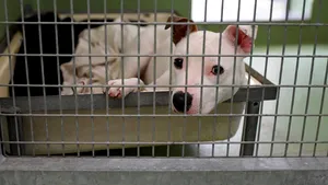 Un bărbat este căutat de Poliţia Galaţi după ce a furat banii donaţi pentru animalele fără stăpân | FOTO