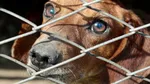 Autoritățile din Coreea de Nord le recomandă oamenilor să mănânce supă din carne de câine pentru a face față caniculei