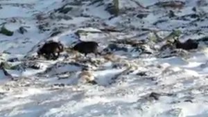VIDEO Imagini inedite în Munţii Rodnei din cu un ied de capră neagră care iese pentru prima dată în zăpadă