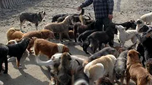 Gândul: Maidanezi cu 1,5 milioane euro în coadă