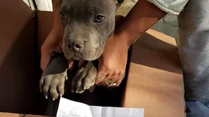 Motivul sfâşietor pentru care Andres, un băieţel în vârstă de 12 ani, şi-a abandonat căţelul. Povestea a devenit virală