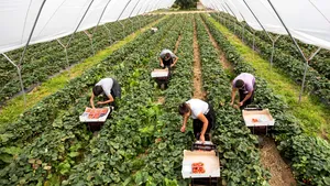 Britanicii aflaţi în şomaj tehnic, chemaţi să se angajeze la cules de fructe