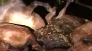 Cadavrele a 16 cai, descoperite într-o comună din Argeş (Video)