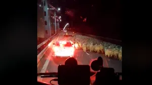 Imagini de necrezut: Autostrada Soarelui blocată pe o bandă, de ciobani care au trecut cu sute de oi | VIDEO