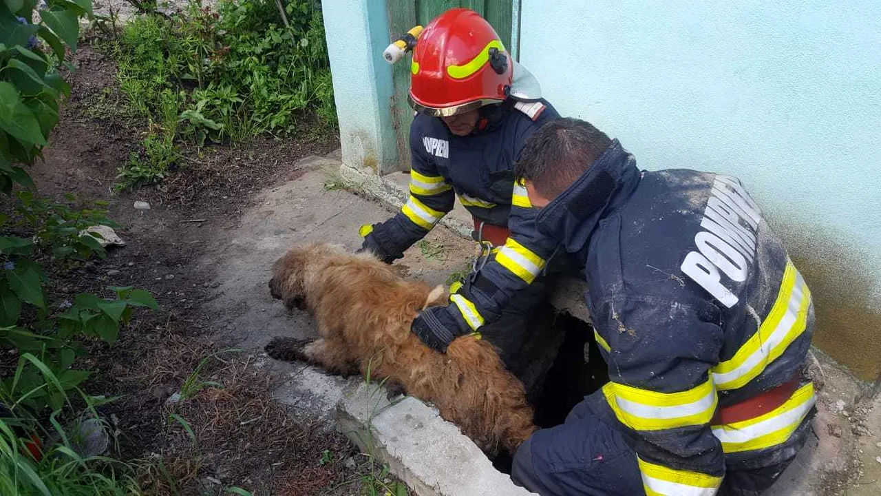 Şansă la viaţă pentru un câine ghinionist. Cei care l-au descoperit accidental au sunat imediat la 112