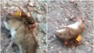 Momentul în care o viespe ucigaşă omoară un şoarece într-un minut. VIDEO

