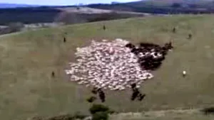 În Ţara Galilor au apărut oile cu beculeţe