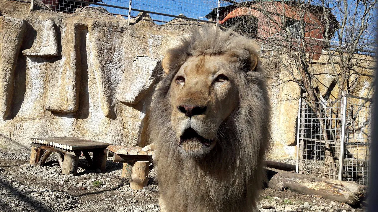 FOTO | Gratiile de la Zoo Braşov vor dispărea. Între lei, tigri şi vizitatori nu vor mai exista 