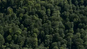 Harta pădurilor virgine din România: 300.000 de hectare, 13.000 de specii şi cea mai mare populaţie de urşi din Europa / Topul pe judeţe / Semnalul de alarmă, tras de Greenpeace