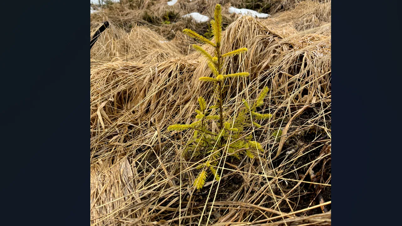 Peste 130.000 de puieţi vor fi plantaţi în această primăvară în zona Dobroneagu, prin eforturile Fundaţiei Conservation Carpathia