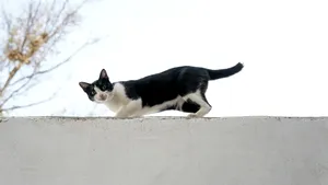 Cercetătorii au aflat de ce pisicile care cad aterizează pe picioare. Studiu publicat după 130 de ani de cercetări