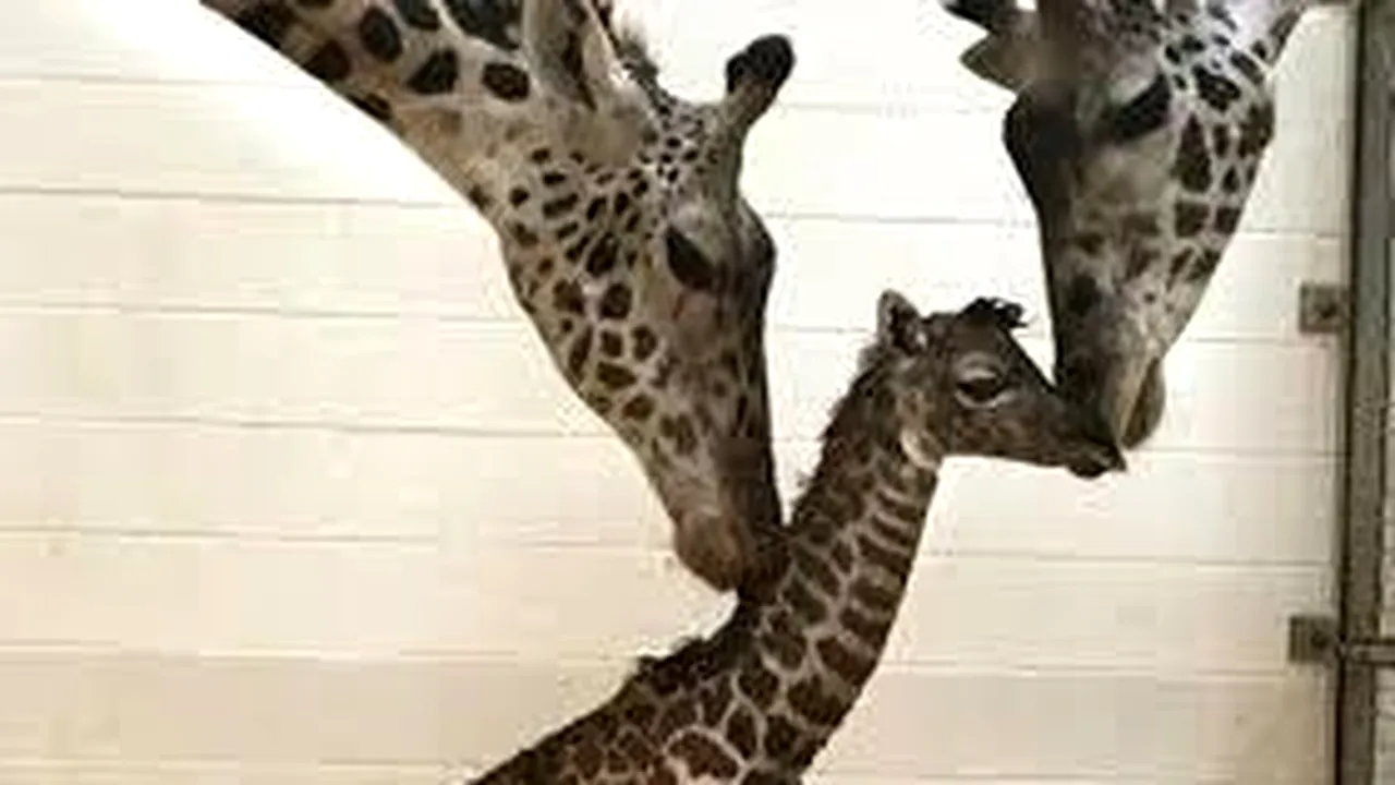 Secretul genetic al girafei, cel mai faimos şi graţios gigant al savanei Africane, a fost elucidat