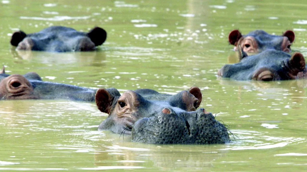 COVID-19 la animale. Doi hipopotami dintr-o grădină zoologică belgiană au fost testaţi pozitiv