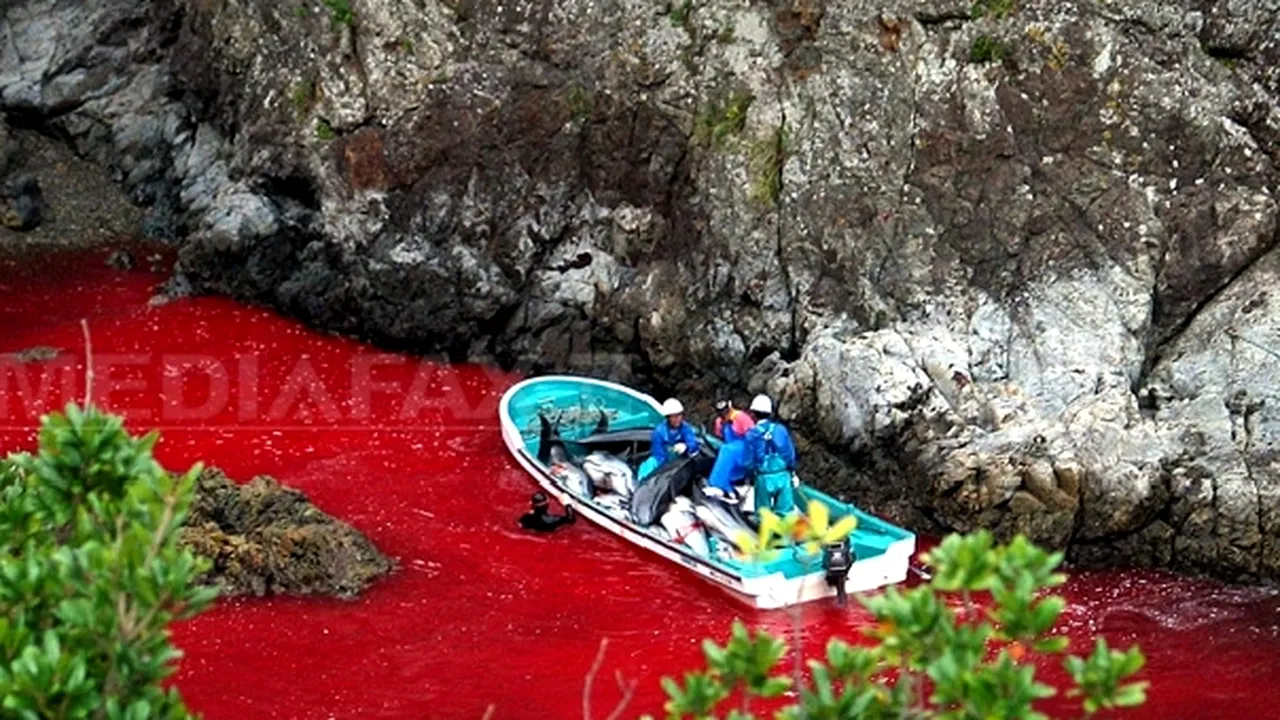 Tradiţie sau masacru? Sute de delfini au fost capturaţi în Japonia şi urmează să fie ucişi - VIDEO, FOTO