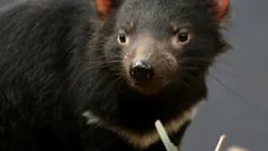 26 de exemplare ale unui animal pe cale de dispariţie, eliberate într-un parc natural