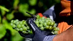 Portugalia: Podgoriile sunt recoltate noaptea, pentru ca muncitorii să beneficieze de răcoare
