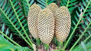 O fosilă vie ce poate cauza moartea este un aliment de bază pentru locuitorii unei insule din Japonia