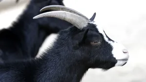 Capra neagră, motiv de ceartă între senatori: „Aveţi un demers politicianist”, i-a acuzat un senator pe cei de la USR şi PNL care contestau intervenţia 
 „agriculturii”