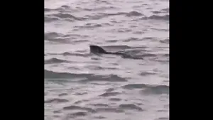 Prezenţă extrem de rară în râul Detroit. O vidră de râu a fost observată pentru prima dată în ultimii 100 de ani