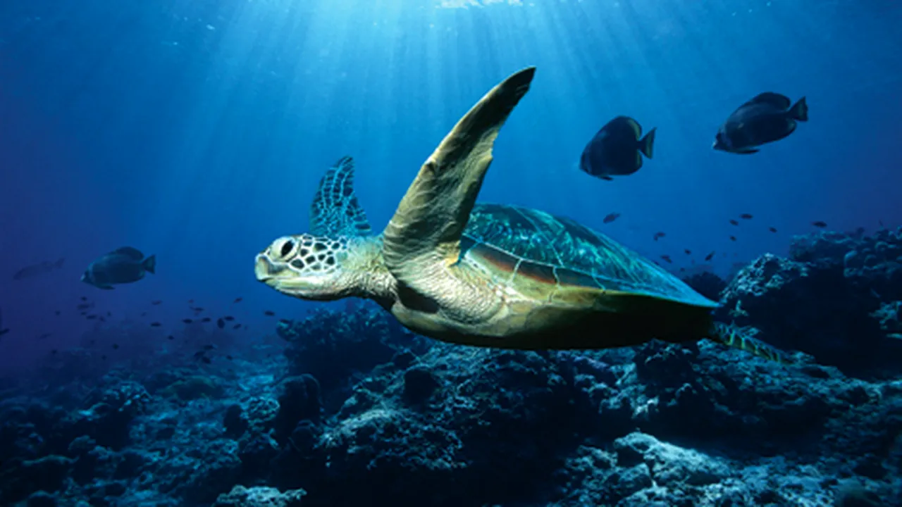 Noi specii de animale, descoperite în apele oceanice australiene