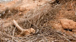 Groapă comună descoperită într-o tabără de traficanţi de persoane în Thailanda