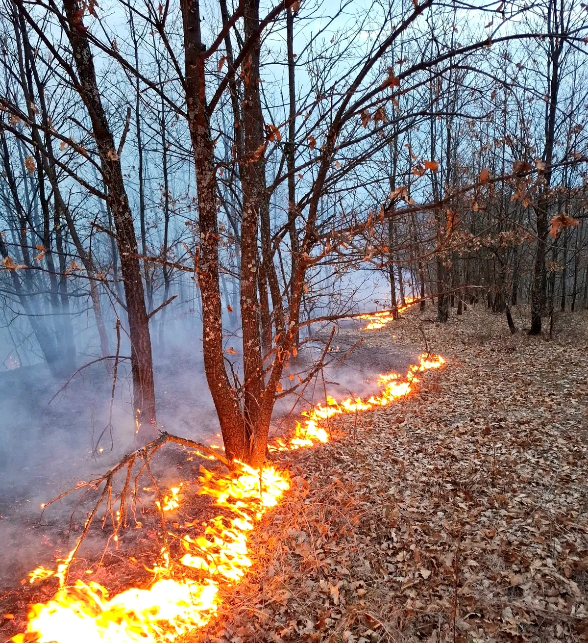 Incendiu vegetație Timiș