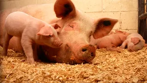 Spania anunță primul caz de pestă porcină din ultimele trei decenii